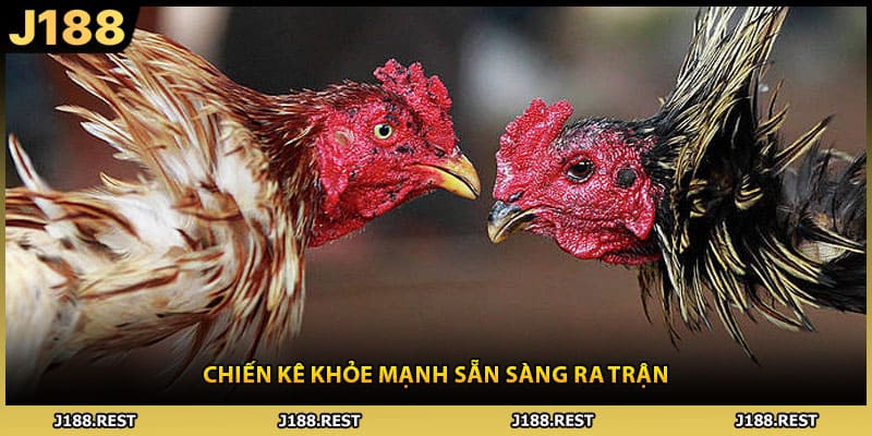 Chiến kê khỏe mạnh sẵn sàng ra trận