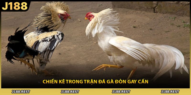 Chiến kê trong trận đá gà đòn gay cấn
