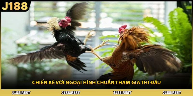 Chiến kê với ngoại hình chuẩn tham gia thi đấu