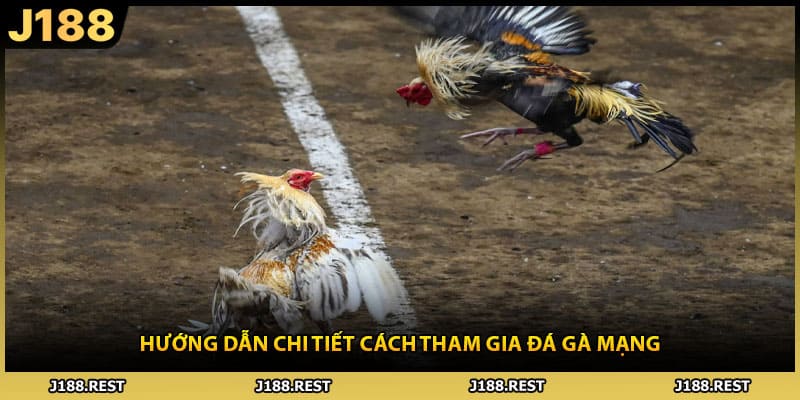 Hướng dẫn chi tiết cách tham gia đá gà mạng
