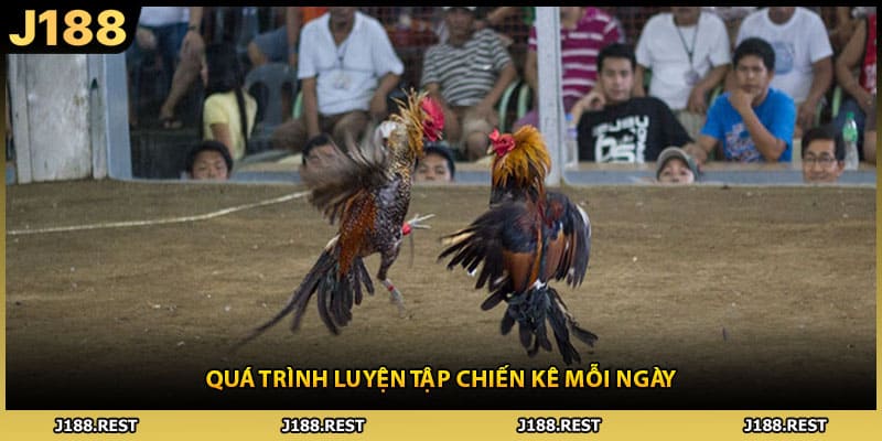 Quá trình luyện tập chiến kê mỗi ngày