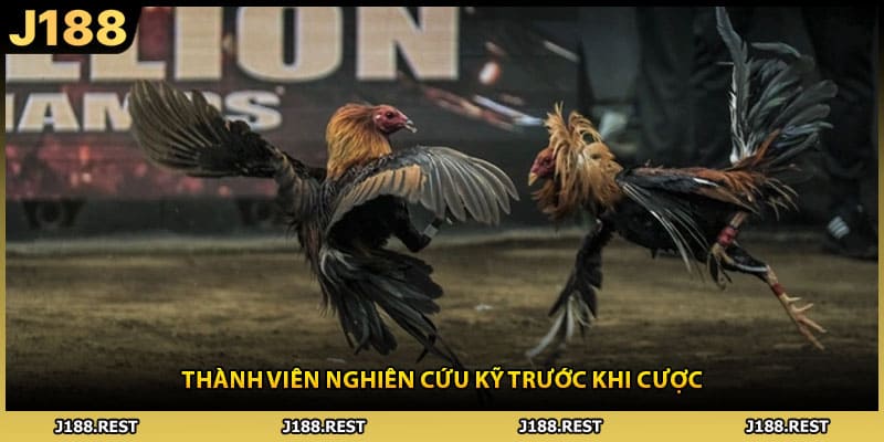 Thành viên nghiên cứu kỹ trước khi cược