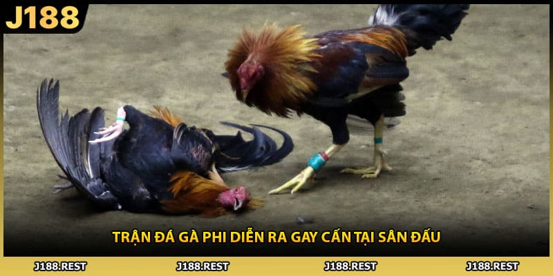 Trận đá gà phi diễn ra gay cấn tại sân đấu