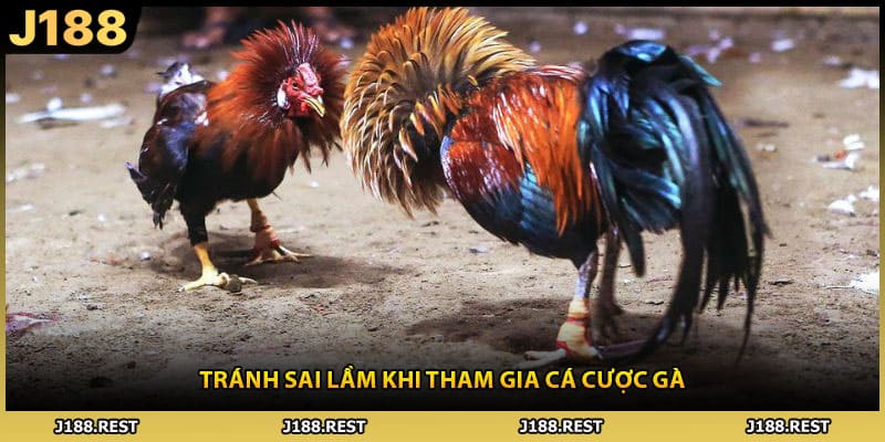 Tránh sai lầm khi tham gia cá cược gà